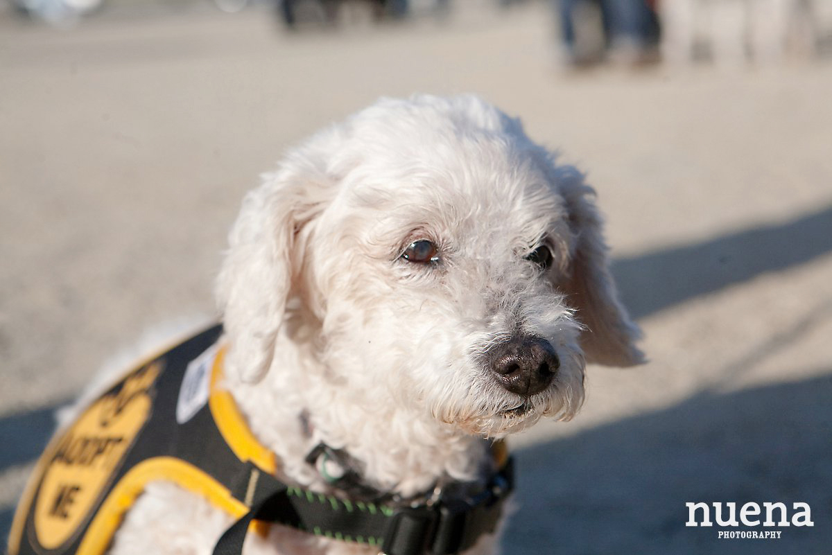 Rosalind the Mini Poodle Mix | San Francisco Dog Photographer