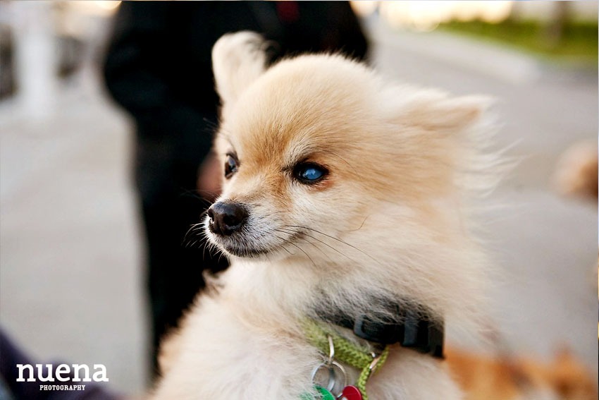 Taffy the Pomeranian | San Francisco Dog Photographer