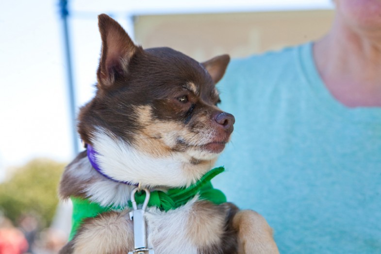 The Whole Enchihuahua | Nuena Photography