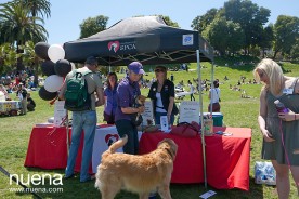 The Whole Enchihuahua | San Francisco Dog Photographer