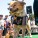 The Whole Enchihuahua | Nuena Photography thumbnail