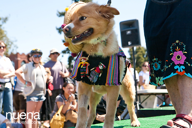 The Whole Enchihuahua | San Francisco Dog Photographer