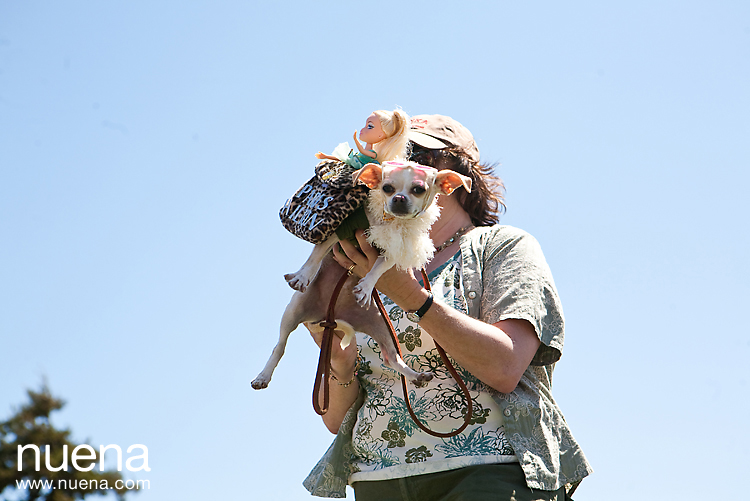 The Whole Enchihuahua | San Francisco Dog Photographer