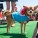 The Whole Enchihuahua | Nuena Photography thumbnail