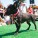The Whole Enchihuahua | Nuena Photography thumbnail
