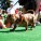 The Whole Enchihuahua | Nuena Photography thumbnail