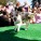 The Whole Enchihuahua | Nuena Photography thumbnail