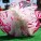 The Whole Enchihuahua | Nuena Photography thumbnail