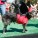 The Whole Enchihuahua | Nuena Photography thumbnail