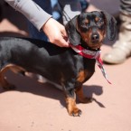 Wiener Nationals at Golden Gate Fields | San Francisco Dog Photographer