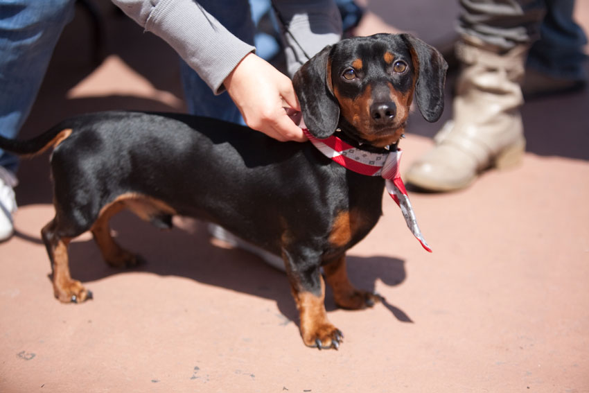Wiener Nationals at Golden Gate Fields | San Francisco Dog Photographer