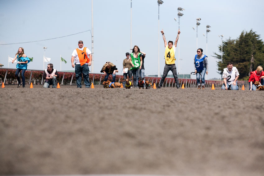 Wiener Nationals at Golden Gate Fields | San Francisco Dog Photographer