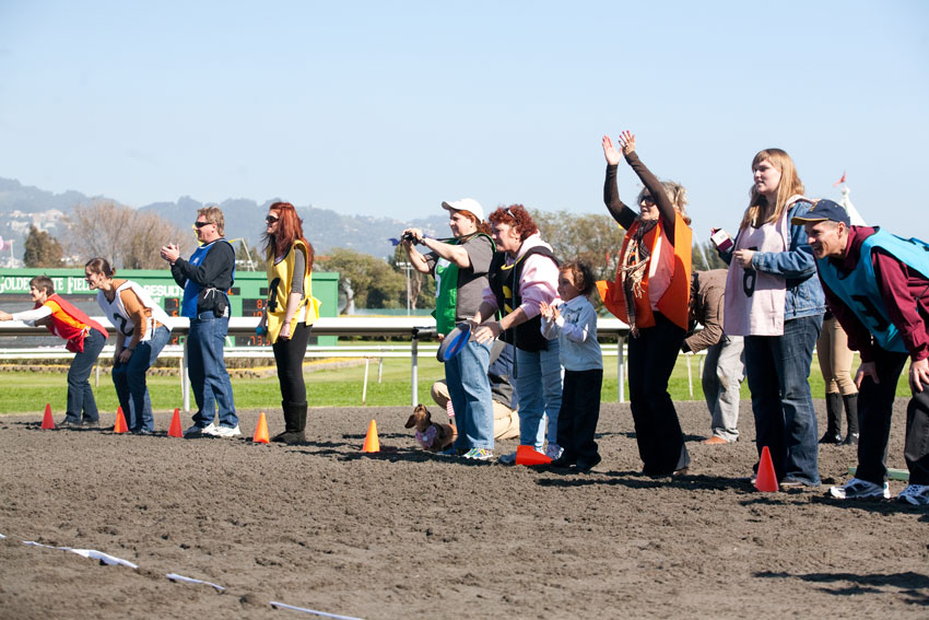Wiener Nationals at Golden Gate Fields | San Francisco Dog Photographer