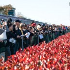 Wiener Nationals at Golden Gate Fields | San Francisco Dog Photographer