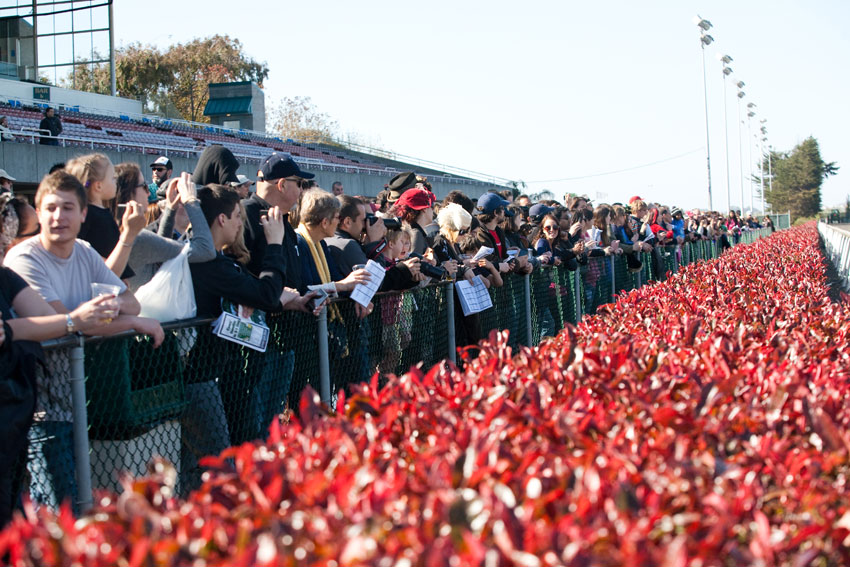 Wiener Nationals at Golden Gate Fields | San Francisco Dog Photographer
