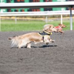 Wiener Nationals at Golden Gate Fields | San Francisco Dog Photographer
