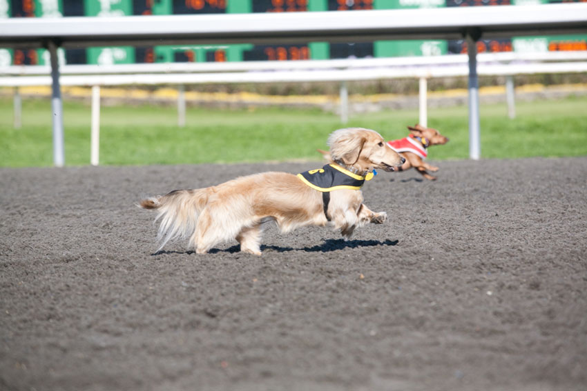 Wiener Nationals at Golden Gate Fields | San Francisco Dog Photographer