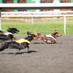 Wiener Nationals at Golden Gate Fields | San Francisco Dog Photographer