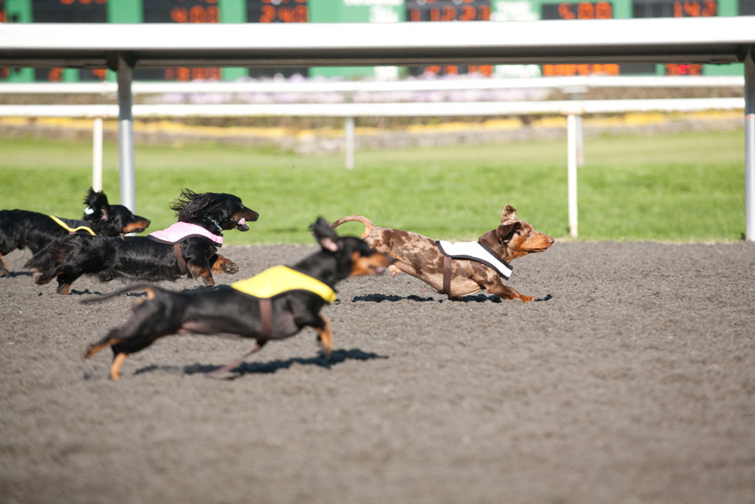 Wiener Nationals at Golden Gate Fields | San Francisco Dog Photographer
