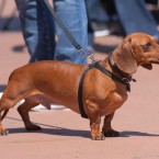 Wiener Nationals | Nuena Pet Photography