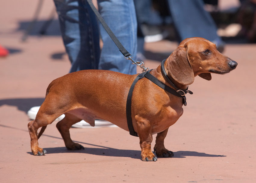 Wiener Nationals | Nuena Pet Photography