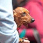 Wiener Nationals at Golden Gate Fields | San Francisco Dog Photographer