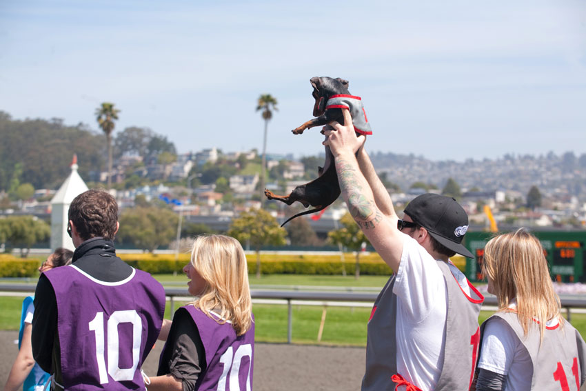 Wiener Nationals at Golden Gate Fields | San Francisco Dog Photographer