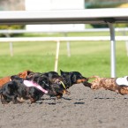 Wiener Nationals at Golden Gate Fields | San Francisco Dog Photographer