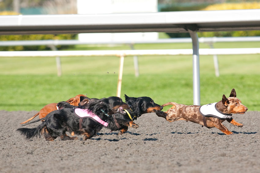 Wiener Nationals at Golden Gate Fields | San Francisco Dog Photographer