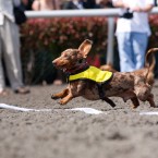 Wiener Nationals at Golden Gate Fields | San Francisco Dog Photographer