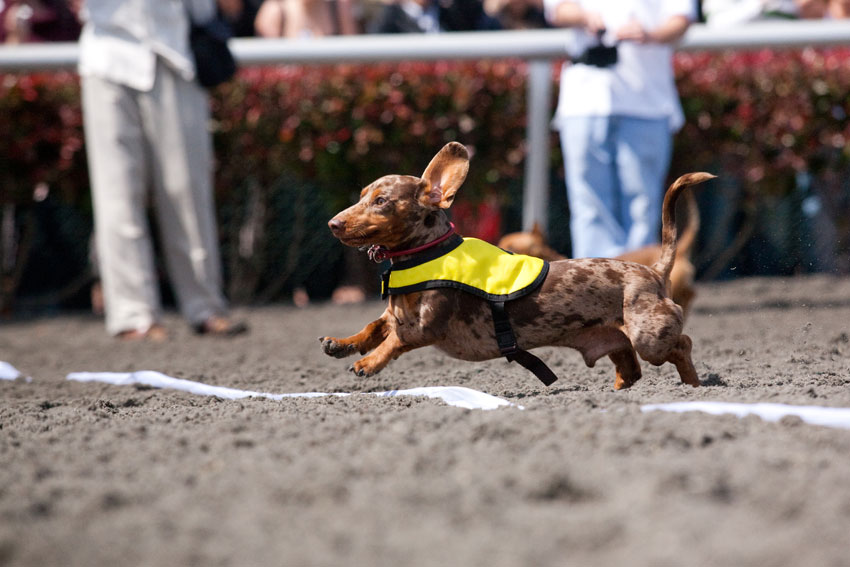 Wiener Nationals at Golden Gate Fields | San Francisco Dog Photographer