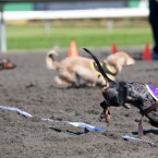 Wiener Nationals at Golden Gate Fields | San Francisco Dog Photographer
