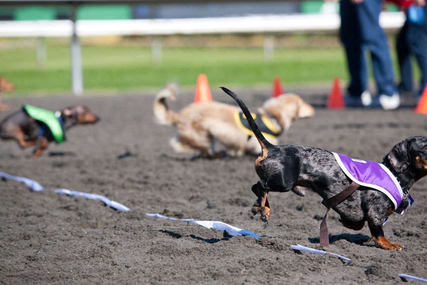 Wiener Nationals at Golden Gate Fields | San Francisco Dog Photographer