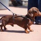 Wiener Nationals at Golden Gate Fields | San Francisco Dog Photographer
