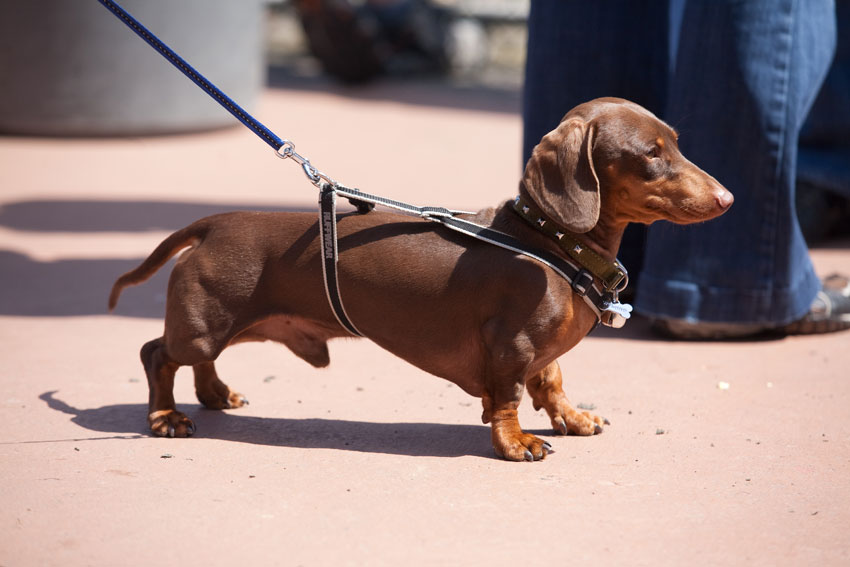 Wiener Nationals at Golden Gate Fields | San Francisco Dog Photographer