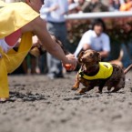 Wiener Nationals at Golden Gate Fields | San Francisco Dog Photographer