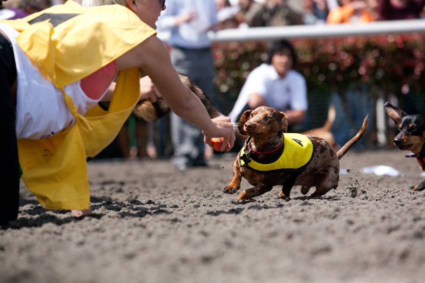 Wiener Nationals at Golden Gate Fields | San Francisco Dog Photographer