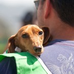 Wiener Nationals at Golden Gate Fields | San Francisco Dog Photographer