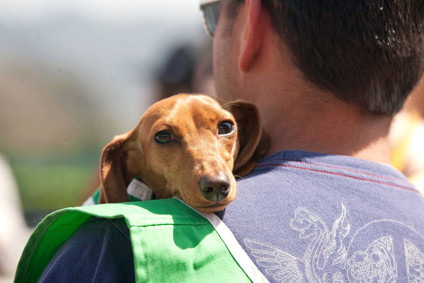 Wiener Nationals at Golden Gate Fields | San Francisco Dog Photographer