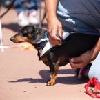 Wiener Nationals at Golden Gate Fields | San Francisco Dog Photographer