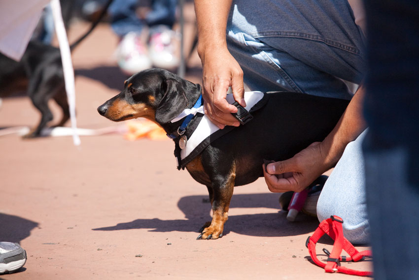 Wiener Nationals at Golden Gate Fields | San Francisco Dog Photographer