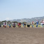 Wiener Nationals at Golden Gate Fields | San Francisco Dog Photographer
