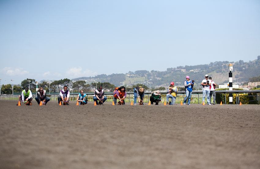 Wiener Nationals at Golden Gate Fields | San Francisco Dog Photographer