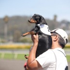 Wiener Nationals at Golden Gate Fields | San Francisco Dog Photographer