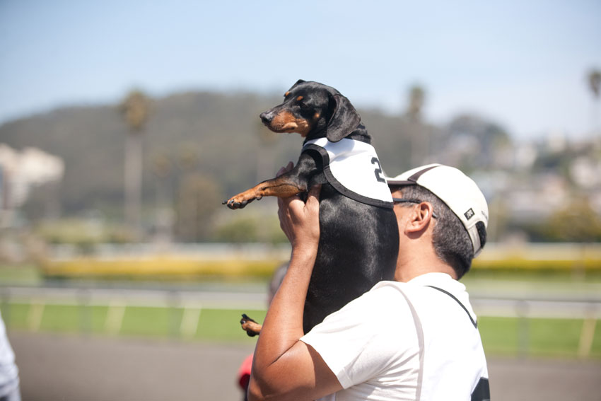 Wiener Nationals at Golden Gate Fields | San Francisco Dog Photographer