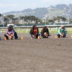 Wiener Nationals at Golden Gate Fields | San Francisco Dog Photographer