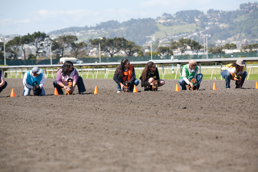 Wiener Nationals at Golden Gate Fields | San Francisco Dog Photographer