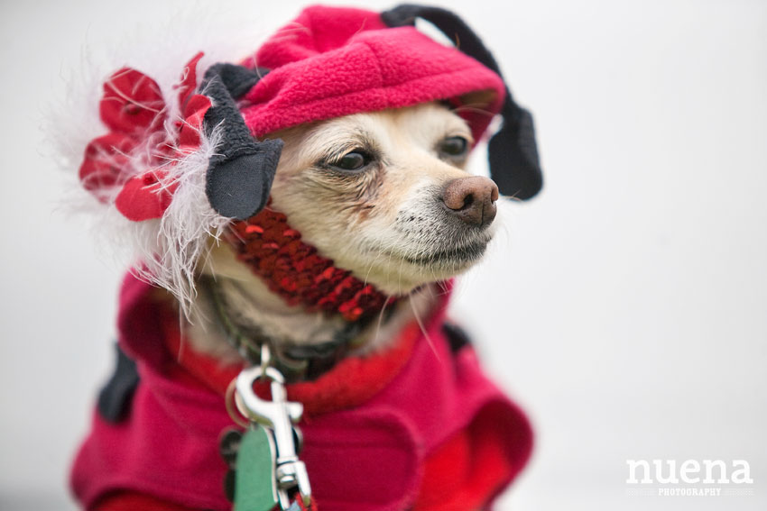 Zorrito the Chihuahua | Muttville Senior Dog Rescue | San Francisco Pet Photographer