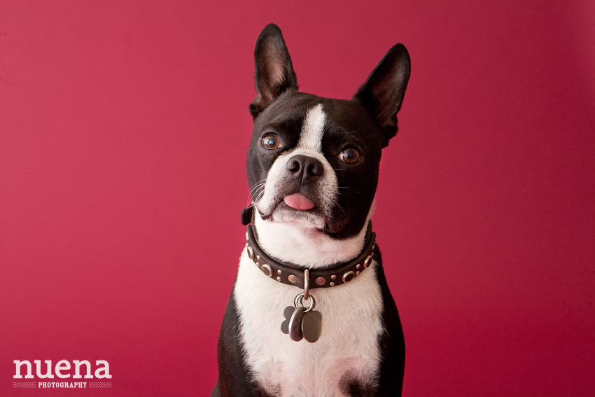 Harley the Boston Terrier | San Francisco Dog Photographer