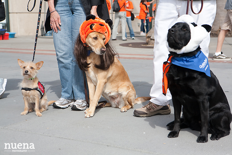 SF Giants Dog Day ATT Park | Nuena Photography